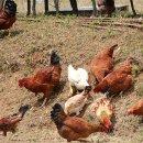 초복이네동물농장 이미지