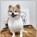 까망댕댕 이미지