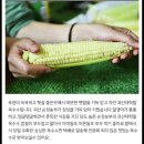 괴산 대학찰옥수수 7월10일부터 옥수수 수확 시작 합니다 ~~~~^^ (판매완료) 이미지