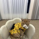 헤라 정보 통신 | [반셀프 인테리어] 인테리어의 완성은 한 끗 차이! '헤라커튼' 커튼 시공 후기