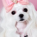 라이크몽 이미지