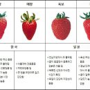 설향이야기 이미지