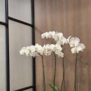 이피부과의원 이미지