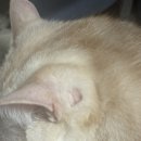 순천만동물병원 미용실 | 계양구 계산동물병원 : 고양이 건강검진, 비만세포종 제거 수술 비용 및 후기_주차정보