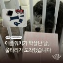 울타리 | 강아지 울타리 추천 ! 11마리 다견가정에서 직접 써본 독톡 커스텀 울타리 솔직 후기