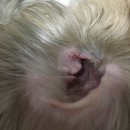 그루밍 플래너 이미지