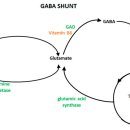 GABA 임상활용 : 고혈압, 스트레스, 성장호르몬 자극 이미지