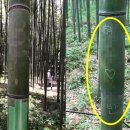 대나무 이미지
