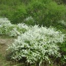 명지바람 이미지