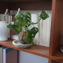 [초록이야기] 키우기쉬운식물 공기정화식물 켄티<b>야</b>야자 올리브<b>나무</b> 몬스테라 아단소니