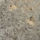 3/29다산다리. 흰발농게 이미지