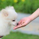 도그마루 고양이 강아지 무료분양 | 대전강아지무료분양 도그마루 깔끔한 시설 후기