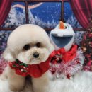 예쁜 애견 미용 이미지