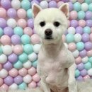 이쁘개귀엽개 이미지