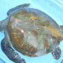 행운수산 이미지