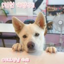 카페위드멍냠 | 인천] 계양구 임학동 강아지동반 카페 / 위드멍냠 / 강아지 수제간식 / 카페 맛집