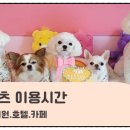 명품 애견유치원 호텔 이미지