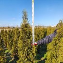 성목목장 | 파스티기아타(thuja occidentalis 'Fastigiata')