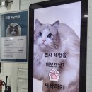 고양이카페 랙돌 | 신촌역 놀거리 랙돌 고양이카페 디캣 데이트 추천