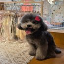 댕냥잇츠 이미지