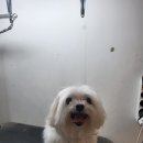 광릉내 애견 | 남양주애견샵 미용 맛집 주견야DOG