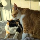 다다그루밍 이미지