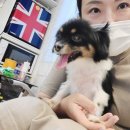 Dog차지 이미지