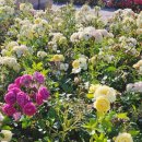 황골장미마을 이미지