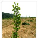 은행나무 농장 이미지