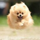 퍼피스캔들 이미지