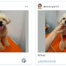 에버펫 동물병원 이미지