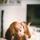 24시 신도림S동물의료센터 이미지