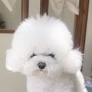 바림 펫그루밍샵 이미지
