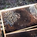 겨울벌....지방체 많은 꿀벌의 생존력... 이미지