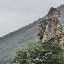 소나무와계곡