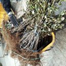 삼선농장 이미지