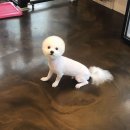 숑숑 그루밍 이미지