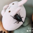 장풍숲위 이미지