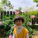 [5월 14일 ] 돌봄교실 (잎새달반) - 새콤달콤 수제 딸기 요플레 이미지