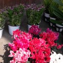 마석5일장 이미지