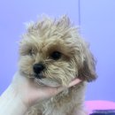 나보다 예쁘개 이미지