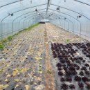 성장농장 이미지