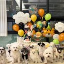 일산애견 이미지