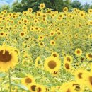가산경로당 | 경북 해바라기 명소 추천, 칠곡 청계마을 노란 풍경이 아름다운 이유
