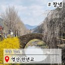 창녕 영산 만년교 | 창녕 영산 만년교 수양벚꽃 경남가볼만한곳 명소