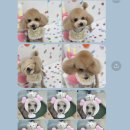 아멜리몽 이미지