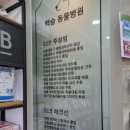 예은켄넬 | 강아지 슬개골탈구 증상 및 슬개골 수술을 위한 병원검진 후기 (feat. 백슬병원, 양쪽 3기 4기)