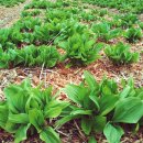 연당조전로 이미지