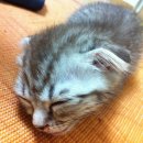 늘푸른동물병원 이미지