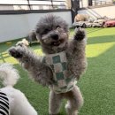 웅이빌딩 | 대구애견호텔 '도기야드'의 매력! 반려견과 함께하는 특별한 시간💖"실버푸들"웅이의 어흥타임 보고가세용